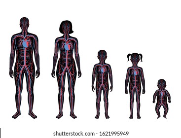 Vector isolated illustration of human arterial and venous circulatory system anatomy in man, woman, child silhouette. Blood vessels diagram. Medical infographics for poster, science and medical use.
