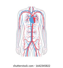 Vector Isolated Illustration Of Human Arterial And Venous Circulatory System In Chest Anatomy. Blood Vessels Diagram. Medical Infographics For Poster, Educational, Science And Medical Use.