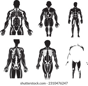 Vector isolated illustration of human arterial and venous circulatory system anatomy in man silhouette. Blood vessels diagram. Medical infographics for poster, educational, science and medical use.