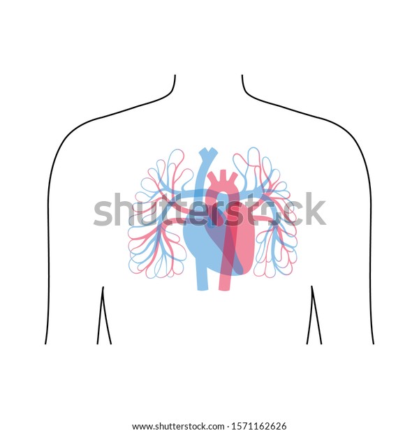 Vector Isolated Illustration Human Arterial Venous Stock Vector ...