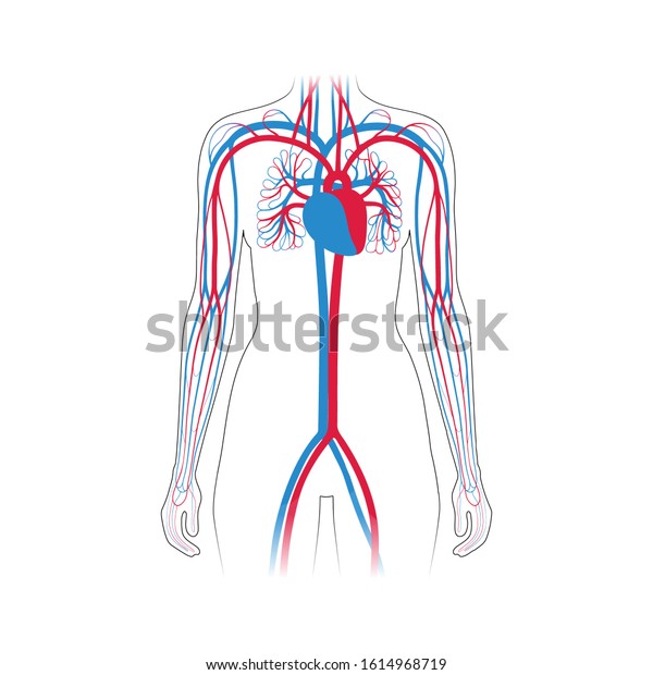 Vector Isolated Illustration Human Arterial Venous Stock Vector Royalty Free