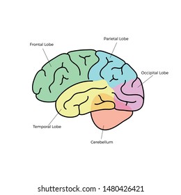 Vector isolated illustration of human brain anatomy. Occipital, frontal, parietal and temporal lobe. Medical infographics for poster, educational, science and medical use, Biological icon or logo.