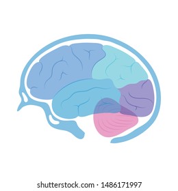 Vector isolated illustration of human brain anatomy. Occipital, frontal, parietal and temporal lobe. Medical infographics for poster, educational, science and medical use, Biological icon or logo.