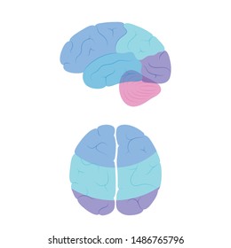 Vector isolated illustration of human brain anatomy. Occipital, frontal, parietal and temporal lobe. Medical infographics for poster, educational, science and medical use, Biological icon or logo.