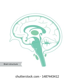 Vector isolated illustration of human brain components detailed anatomy. Medical infographics for poster, educational, science and medical use. Sagittal view of the brain