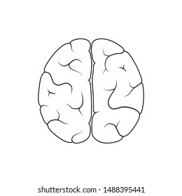 Vector Isolated Illustration Human Brain Anatomy