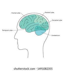 Vector isolated illustration of human brain anatomy. Occipital, frontal, parietal and temporal lobe. Medical infographics for poster, educational, science and medical use, Biological icon or logo.