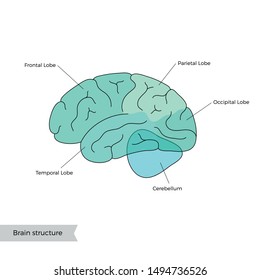 Vector isolated illustration of human brain anatomy. Occipital, frontal, parietal and temporal lobe. Medical infographics for poster, educational, science and medical use, Biological icon or logo.