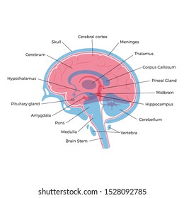 Vector isolated illustration of human brain components detailed anatomy. Medical infographics with text captions for poster, educational, science and medical use. Sagittal view of the brain