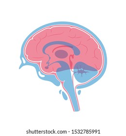 Vector isolated illustration of human brain components detailed anatomy. Medical infographics for poster, educational, science and medical use. Sagittal view of the brain