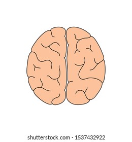 Vector isolated illustration of human brain anatomy. Brain structure Medical infographics for poster, educational, science and medical use. Biological icon or logo