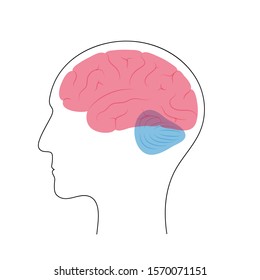 Vector isolated illustration of human brain anatomy  cerebrum. Brain structure Medical infographics for poster, educational, science and medical use. Biological icon or logo