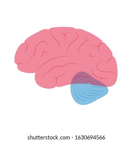 Vector isolated illustration of human brain anatomy cerebrum and cerebellum. Brain structure Medical infographics for poster, educational, science and medical use. Biological icon or logo
