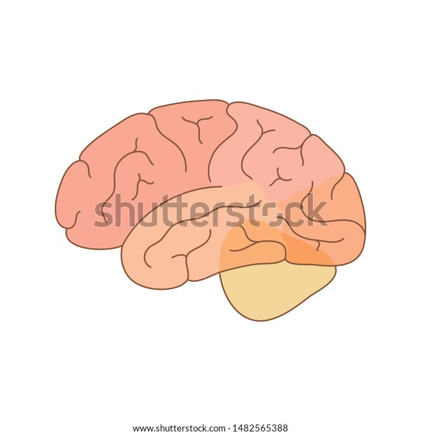 Vector Isolated Illustration Human Brain Anatomy 스톡 벡터 로열티 프리 Shutterstock