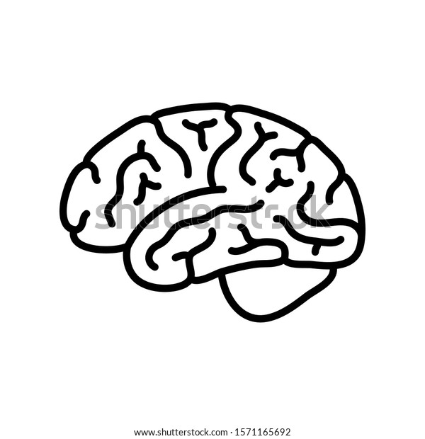 Vector Isolated Illustration Human Brain Anatomy Stock Vector (Royalty ...