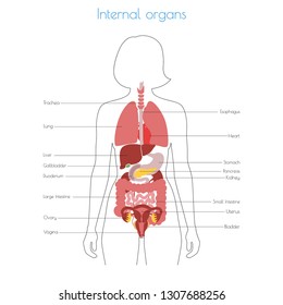 Vector isolated illustration of human internal organs in female body. Stomach, liver, intestine, bladder, lung, testicle, uterus, spine, pancreas, kidney, heart, bladder icon. Donor medical poster 