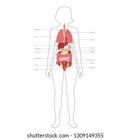 Vector isolated illustration of human internal organs in female body. Stomach, liver, intestine, bladder, lung, testicle, uterus, spine, pancreas, kidney, heart, bladder icon. Donor medical poster 