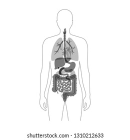  Vector isolated illustration of human internal organs in body. Stomach, liver, intestine, bladder, lung, testicle, uterus, spine, pancreas, kidney, heart, bladder icon. Donor medical poster 
