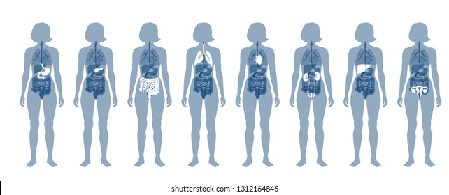 Vector Isolated Illustration Of Human Internal Organs In Female Body. Stomach, Liver, Intestine, Bladder, Lung, Testicle, Uterus, Spine, Pancreas, Kidney, Heart, Bladder Icon. Donor Medical Poster 