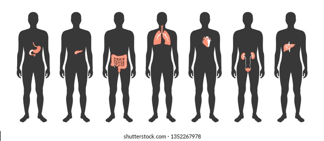  Vector Isolated Illustration Of Human Internal Organs In Male Body. Stomach, Liver, Intestine, Bladder, Lung, Testicle, Uterus, Spine, Pancreas, Kidney, Heart, Bladder Icon. Donor Medical Poster 