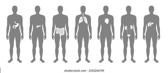  Vector isolated illustration of human internal organs in male body. Stomach, liver, intestine, bladder, lung, testicle, uterus, spine, pancreas, kidney, heart, bladder icon. Donor medical poster 