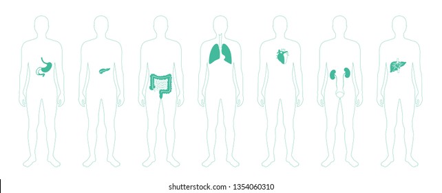  Vector isolated illustration of human internal organs in male body. Stomach, liver, intestine, bladder, lung, testicle, uterus, spine, pancreas, kidney, heart, bladder icon. Donor medical poster 