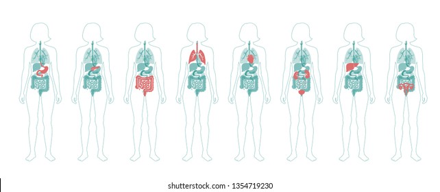 Vector isolated illustration of human internal organs in female body. Stomach, liver, intestine, bladder, lung, testicle, uterus, spine, pancreas, kidney, heart, bladder icon. Donor medical poster 