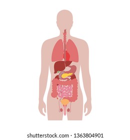  Vector isolated illustration of human internal organs in male body. Stomach, liver, intestine, bladder, lung, testicle, uterus, spine, pancreas, kidney, heart, bladder icon. Donor medical poster 