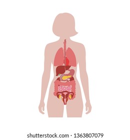 Vector isolated illustration of human internal organs in female body. Stomach, liver, intestine, bladder, lung, testicle, uterus, spine, pancreas, kidney, heart, bladder icon. Donor medical poster 
