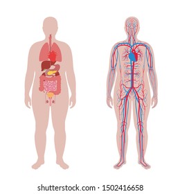 Vector isolated illustration of human internal organs and circulatory system in obese man body. Stomach, liver, bladder, lung, kidney, heart, icon. Medical poster 