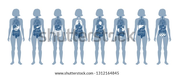 Vector Isolated Illustration Human Internal Organs Stock Vector 