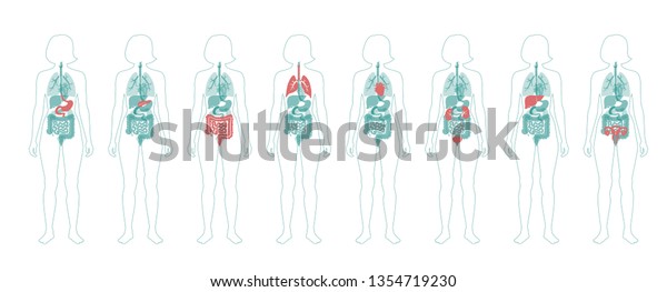 Vector Isolated Illustration Human Internal Organs Stock Vector ...