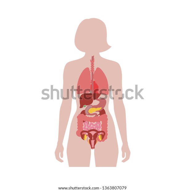Vector isolated illustration of human internal organs in\
female body. Stomach, liver, intestine, bladder, lung, testicle,\
uterus, spine, pancreas, kidney, heart, bladder icon. Donor medical\
poster 