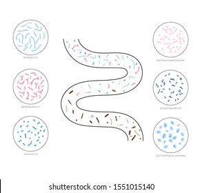 Vector Isolated Illustration Of Human Microbiota. Probiotics - Good Beneficial Bacteria. Lactobacillus, Bifidobacteria, Streptococcus, Intestine Icon. Medical Infographics 