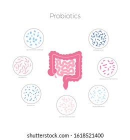 Vector isolated illustration of human microbiota. Probiotics - good beneficial bacteria. Lactobacillus, bifidobacteria, streptococcus, intestine icon. Medical infographics 