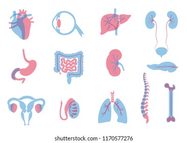 Vector isolated illustration of human organs for transplantation. Stomach, liver, bone, intestine, bladder, lung, testicle, uterus, spine, eye, pancreas icon. Internal donor organ. Medical poster 