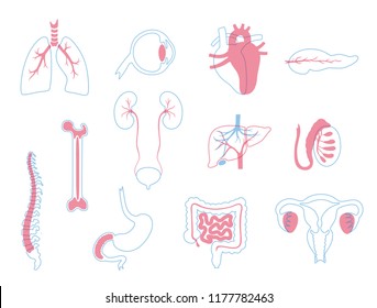 Vector isolated illustration of human organs for transplantation. Stomach, liver, bone, intestine, bladder, lung, testicle, uterus, spine, eye, pancreas icon. Internal donor organ. Medical poster 