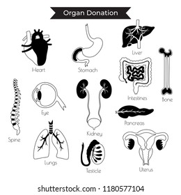 Vector isolated illustration of human organs for transplantation. Stomach, liver, bone, intestine, bladder, lung, testicle, uterus, spine, eye, pancreas icon. Internal donor organ. Medical poster 