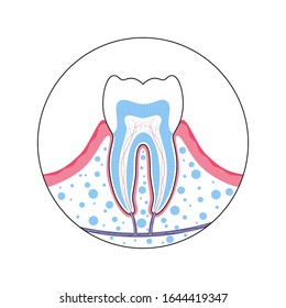 Vector isolated illustration of human tooth in gum anatomy infographics. Medical banner or poster illustration.
