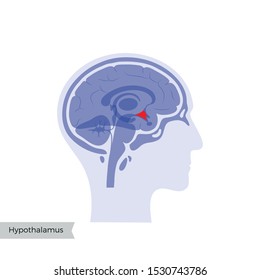Vector isolated illustration of Hypothalamus in man head. Human brain components detailed anatomy. Medical infographics for poster, educational, science and medical use. Sagittal view of the brain