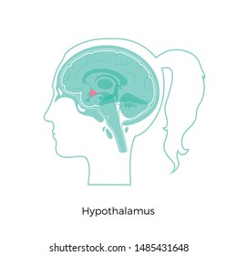 Vector isolated illustration of Hypothalamus in woman head. Human brain components detailed anatomy. Medical infographics for poster, educational, science and medical use. Sagittal view of the brain