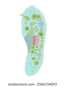 Vector isolated illustration of infusoria on a white background.