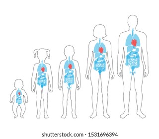 Vector isolated illustration of internal organs in baby, girl, boy, adult man and woman body. Stomach, liver, intestine, bladder, lung, testicle, uterus, spine, pancreas, kidney, heart, bladder icon. 