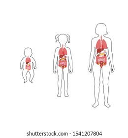 Vector isolated illustration of internal organs in baby, girl and adult woman body. Stomach, liver, intestine, bladder, lung, testicle, uterus, spine, pancreas, kidney, heart, bladder icon. 