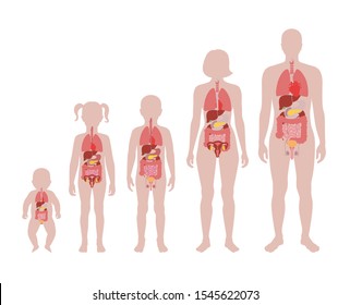 Vector isolated illustration of internal organs in baby, girl, boy, adult man and woman body. Stomach, liver, intestine, bladder, lung, testicle, uterus, pancreas, kidney, heart, bladder icon. 
