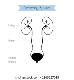 Vector isolated illustration of kidney anatomy. Human excretory system icon. Healthcare medical center, surgery, hospital, clinic, diagnostic logo. Internal donor organ symbol poster design. Donation
