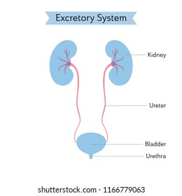 Vector isolated illustration of kidney anatomy. Human excretory system icon. Healthcare medical center, surgery, hospital, clinic, diagnostic logo. Internal donor organ symbol poster design. Donation