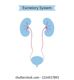 Vector isolated illustration of kidney anatomy. Human excretory system icon. Healthcare medical center, surgery, hospital, clinic, diagnostic logo. Internal donor organ symbol poster design. Donation