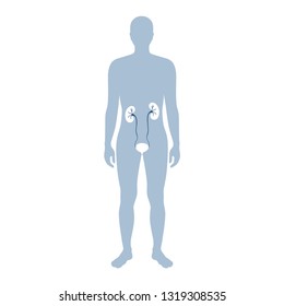 Vektorillustration einzelne Abbildung der Nierenanatomie. Symbol des menschlichen Ausscheidungssystems. Gesundheitszentrum, Chirurgie, Krankenhaus, Klinik, Diagnostiklogo. Internes Spenderorgan-Symbol Plakatdesign. Spende