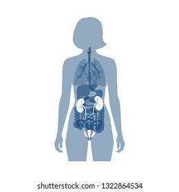 Vector isolated illustration of kidney anatomy. Human excretory system icon. Healthcare medical center, surgery, hospital, clinic, diagnostic logo. Internal donor organ symbol poster design. Donation